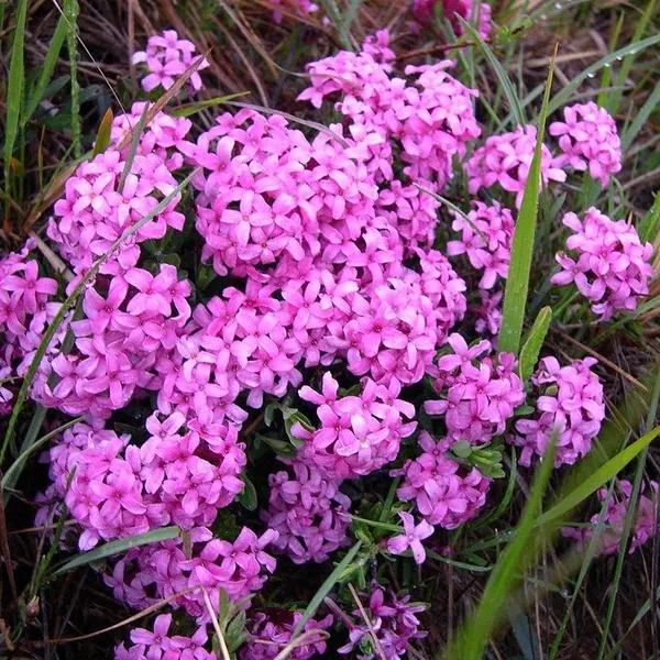 Вовчі ягоди пахучі (Daphne cneorum L.)
