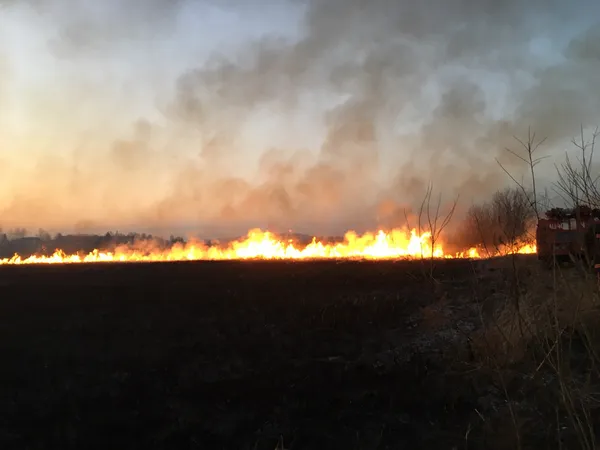 На Волині під час спалювання сухої трави врятували зайчика (фото)