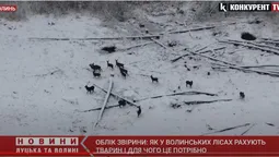 У волинських лісах тварин рахує безпілотник (відео)