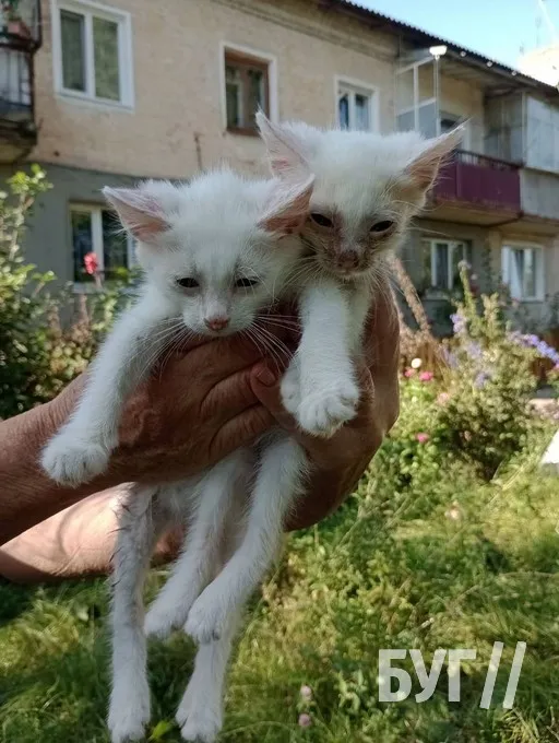 У Володимирі собака врятував від утоплення п'ятьох кошенят (фото)