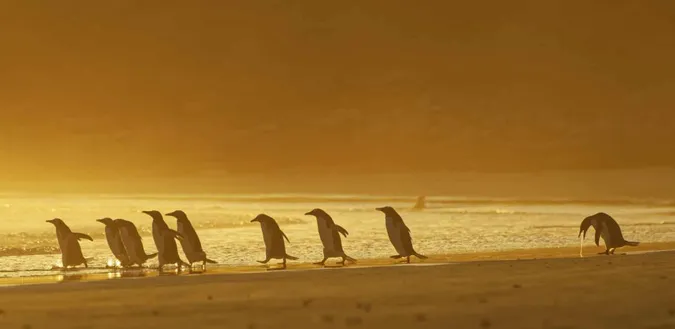 Найсмішніші фото тварин 2020: показали 40 фіналістів (фото)