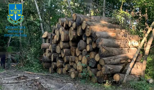 На Волині виявили 870 колод незаконно зрубаних дубів: що з ними зробили (фото)