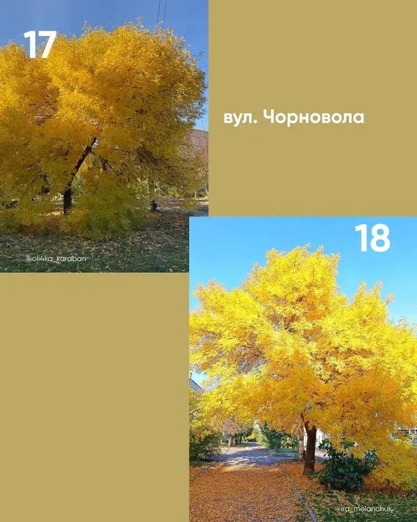 У Луцьку обирають найкрасивіше дерево міста (фото)