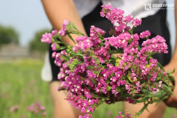 Яскрава квітка півдня: як у селі під Луцьком росте кермек (фото)