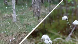 «Головоломи» та льодовикові релікти: на болотах Волині – квітучий оазис (фото)