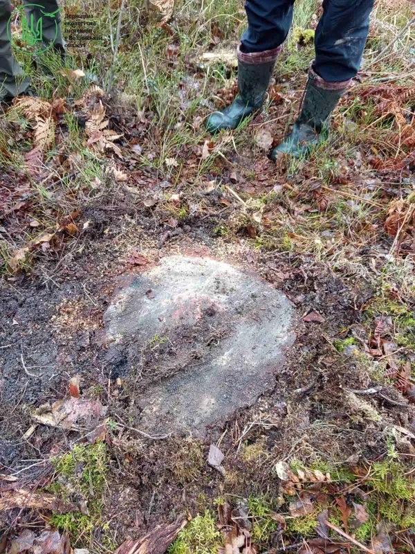 Екозлочин у заповіднику: на Волині вирізали ліс на понад 8 мільйонів гривень