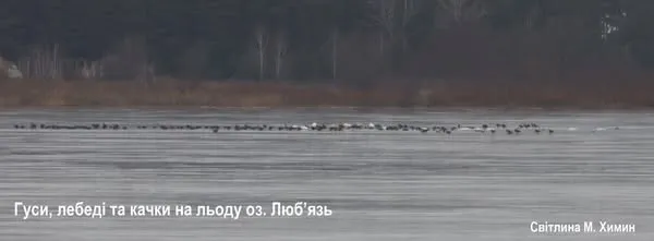 Гуси, лебеді, качки: в озері на Волині – аномально велике скупчення водоплавних птахів (фото)