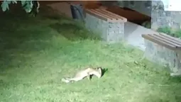 У Центральному парку Луцька замордували сімейство лисиць (фото)
