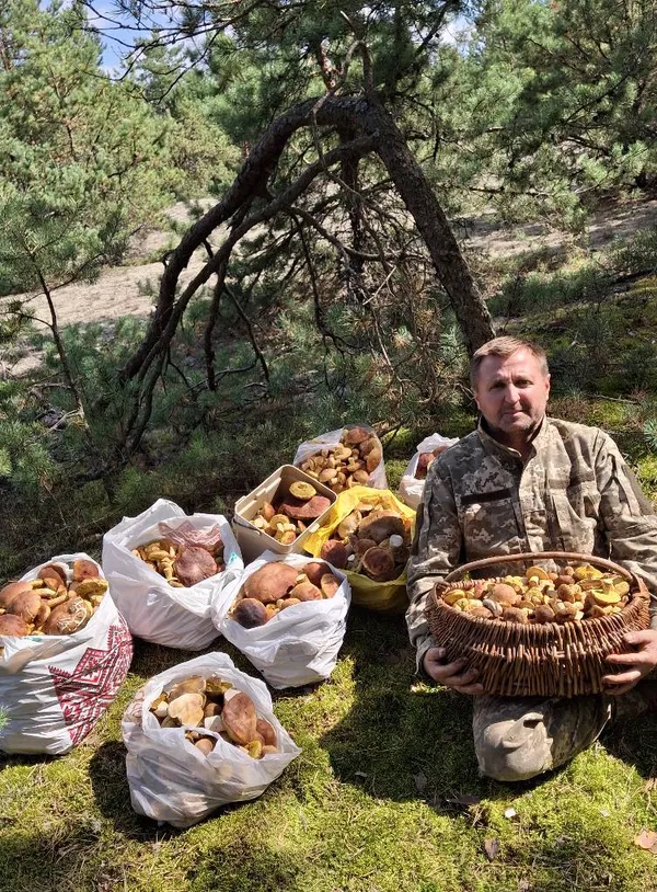 Ростуть тисячами: за 150 км від Луцька зібрали понад 100 кг золотистих боровиків (фото)
