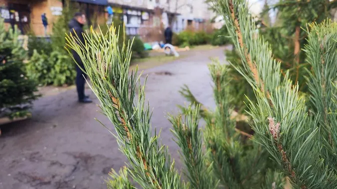 У Луцьку серед продавців «святкових» дерев шукали порушників