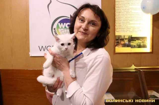 Мейн-куни, сфінкси, бенгали: у Луцьку відбулася Національна виставка кішок (фото)