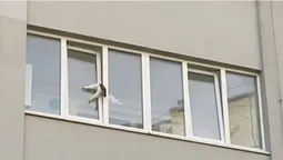 На рамі видно сліди крові: у Луцьку кіт застряг у вікні (відео)
