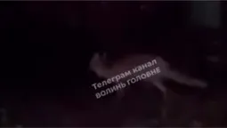 У центрі Луцька зафіксували дикого небезпечного хижака (відео)
