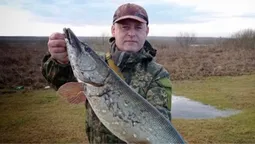 В мережі обговорюють зловлену волинянином щуку-гіганта (фото)