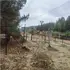 Цвинтарі, які зникли в одну мить: на Поліссі знайшли таємничі покинуті місця (фото)