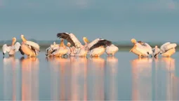 Вперше за 150 років: до Каховського водосховища повернулись рожеві пелікани