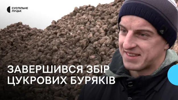 Погода сприяла: на Волині завершили збір цукрових буряків (відео)