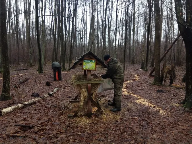 Як у нацпарку на Волині підгодовують лісових звірів (фото)