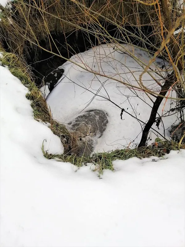 У Луцьку річку отруюють нафтопродуктами, – соцмережі (фото)