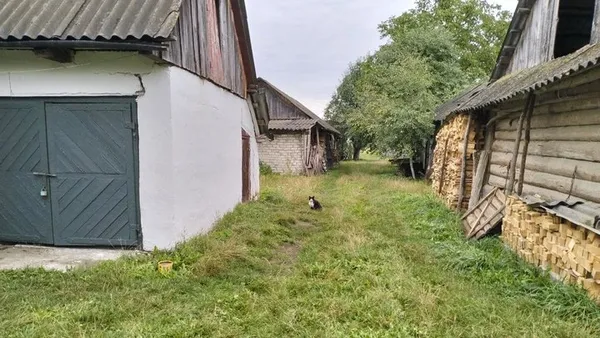 Кіт Мурчик, який після обстрілу дронами РФ на другий день повернувся до господарів