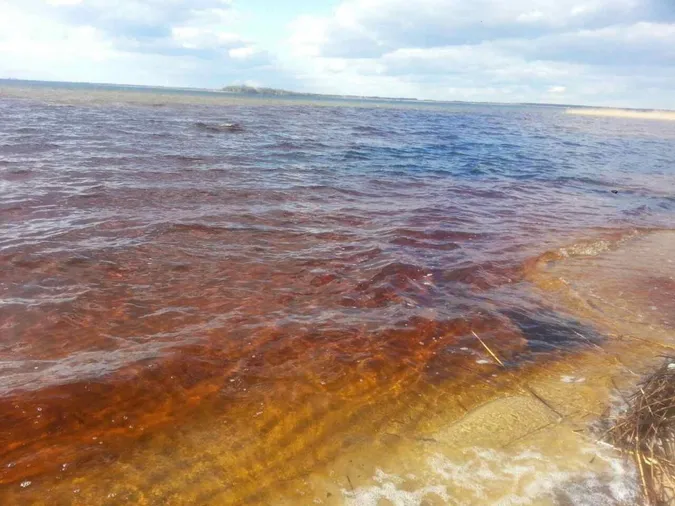 Волинські екологи виявили на березі Світязя дві вигрібні ями