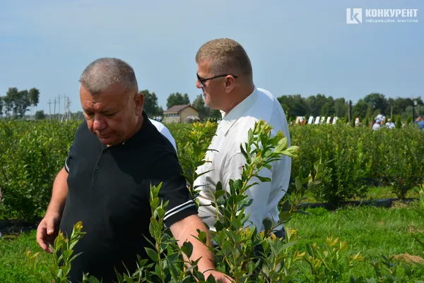 Ягідна справа: волинські інвестори розповіли, чи варто вкладатися в лохину (фото)