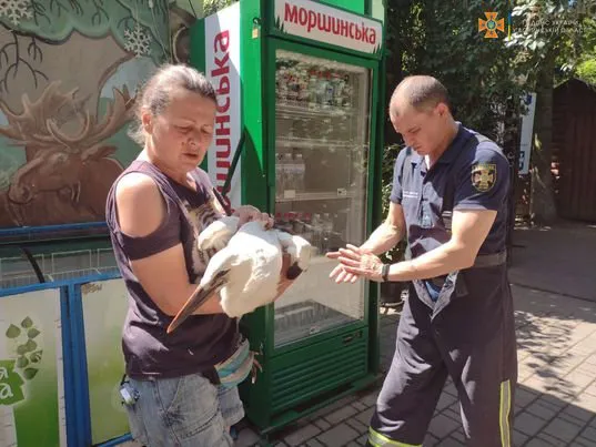 На Волині врятували лелеку, який заплутався у мотуззі і зламав лапу (фото)