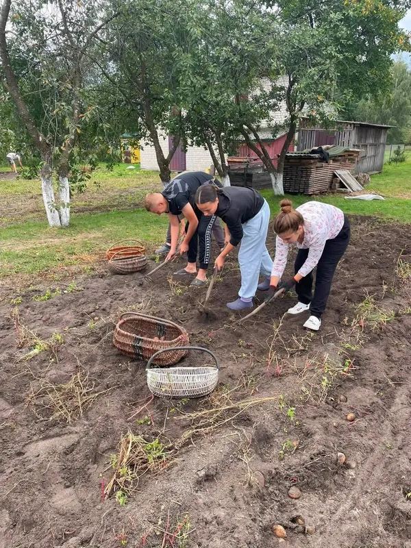 Школярі на Волині гуртом викопали картоплю для мами захисника (фото)