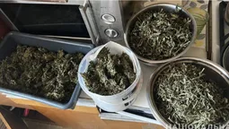 Зібрав врожай конопель: у волинянина знайшли наркотики на 150 тисяч гривень (фото, відео)