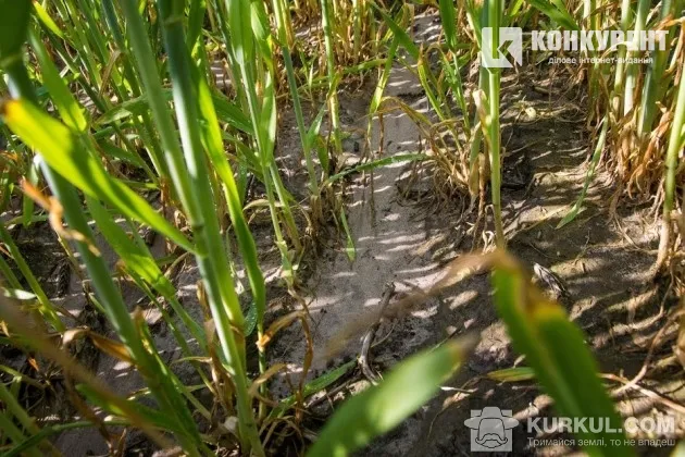 Волинські агрогосподарства діляться секретами вирощування жита 