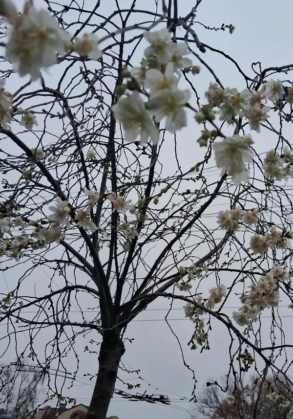 Несподіване осіннє диво: у Луцьку в листопаді зацвіли сакури (фото)