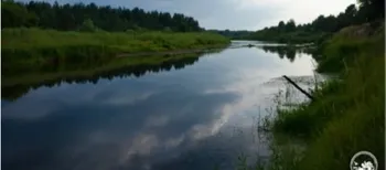 Зубатий носар і всеядний язь: у річках Полісся знайшли рідкісних риб (фото)