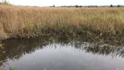 На Волині чоловік затопив заказник, бо "рятував рибу" (фото)