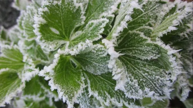 🥶Волинь скують перші різкі заморозки: коли