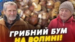 Зібрали повні кошики – і на базар: як проходить грибний сезон на Волині (відео)