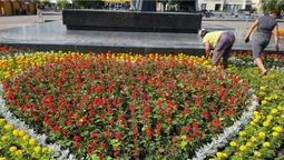 Скільки цього року витратять на озеленення Луцька (відео)