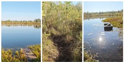 На Поліссі серед хащів та трясовини причаїлося озеро, де водиться чимало риби (відео)