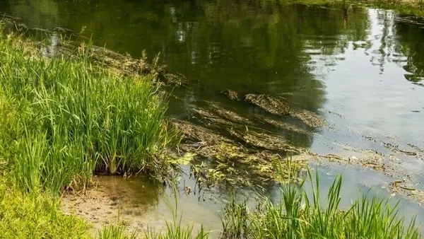 Водорості у річці Стир неподалік міського Центрального пляжу