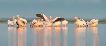 Вперше за 150 років: до Каховського водосховища повернулись рожеві пелікани