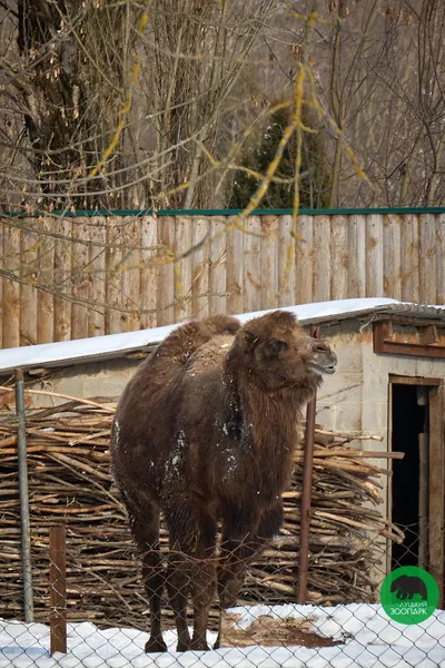 Луцький зоопарк замилував світлинами своїх підопічних (фото)
