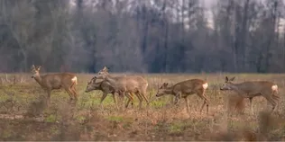 🦌 У нацпарку на Волині у фотопастку потрапив молодняк сарн (відео)