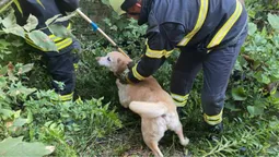 Не одна змія: волинські рятувальники розповіли про тварин, яких врятували за день (фото)