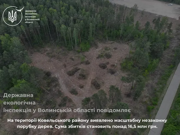 1500 пнів замість лісу: на Волині виявили незаконну порубку на 16 мільйонів (фото)