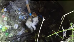 З оглядового колодязя на околиці Луцька врятували кошеня (фото, відео)