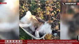 Під Луцьком директор школи застрелив сусідського пса (відео)