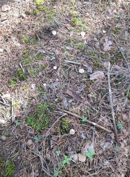 Біля Луцька збирають білі гриби: здали локацію (фото)