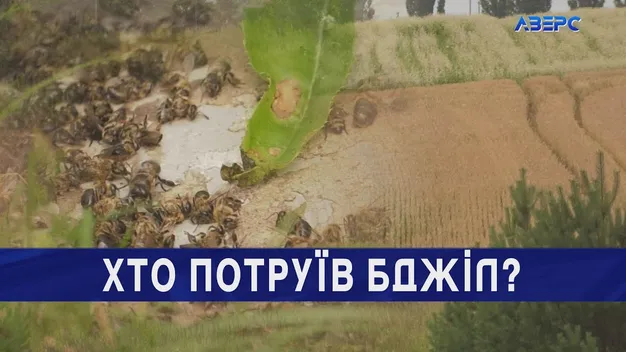 На Волині масово гинуть бджоли – звинувачують аграріїв (відео)