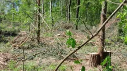 На Камінь-Каширщині зрубали 90 дерев (фото)