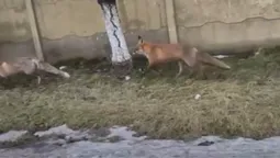 Хижі звірі розгулюють околицями Луцька (відео)