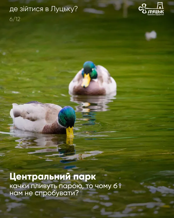 Болото, РАЦС і Лесина вітальня: ТОП-10 місць Луцька, де можна зійтися з партнером